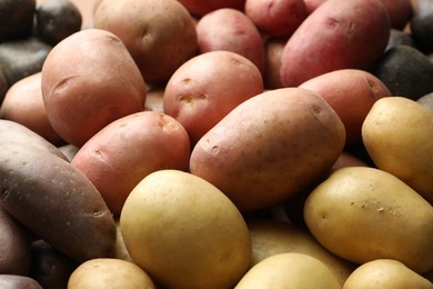 Photo of Different types of potatoes as background, closeup