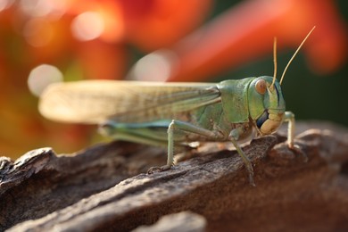 Photo of One locust on snag against blurred background, closeup. Wild insect
