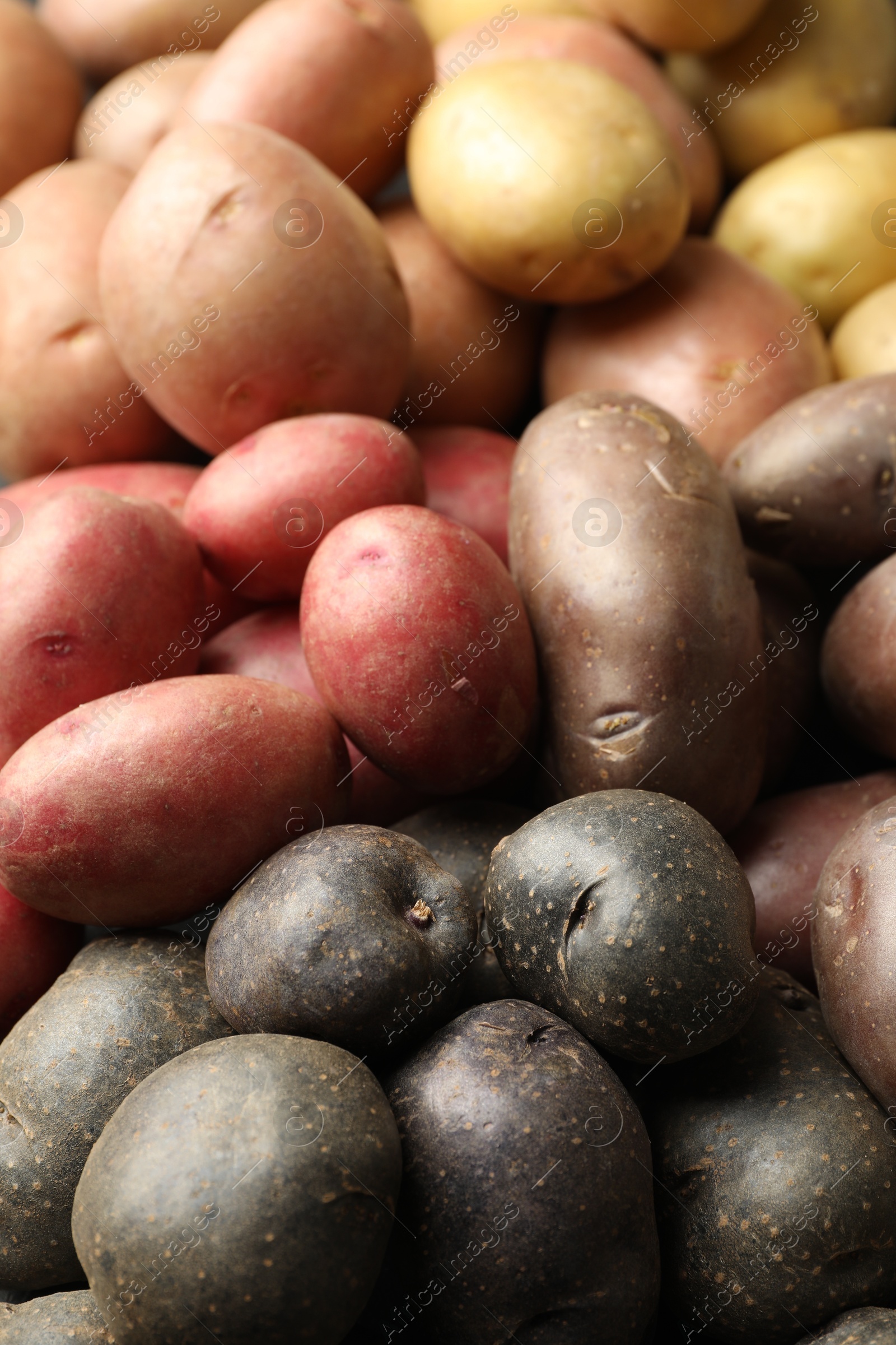 Photo of Different types of potatoes as background, closeup