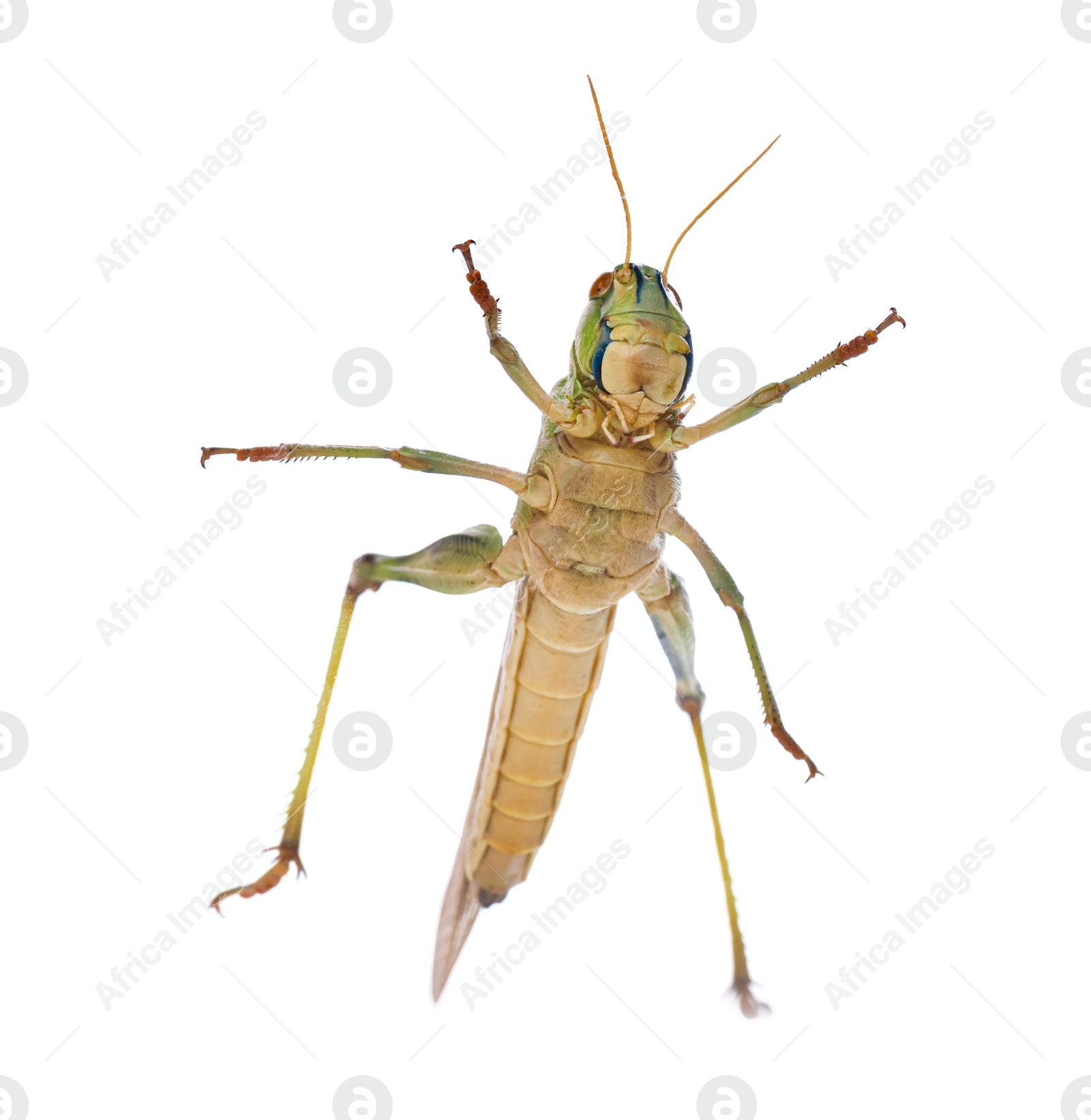 One locust on white background. Wild insect Photo of One locust on white background. Wild insect