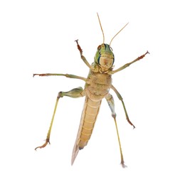 Photo of One locust on white background. Wild insect