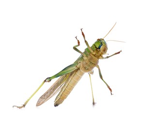 Photo of One locust on white background. Wild insect
