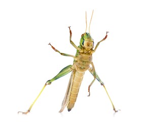 Photo of One locust on white background. Wild insect