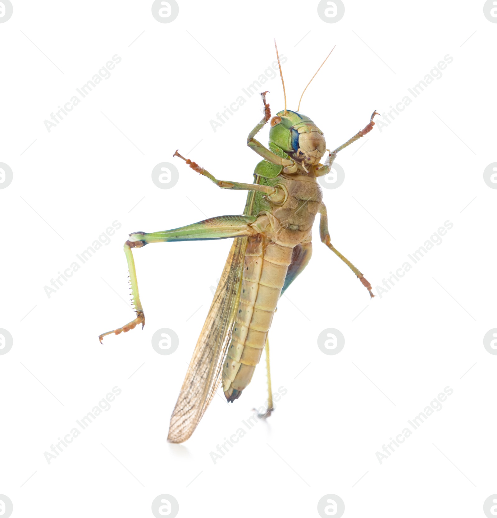 One locust on white background. Wild insect Photo of One locust on white background. Wild insect