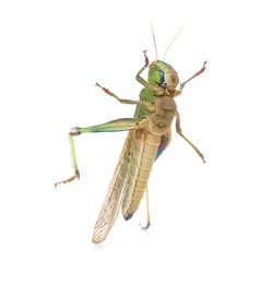 Photo of One locust on white background. Wild insect