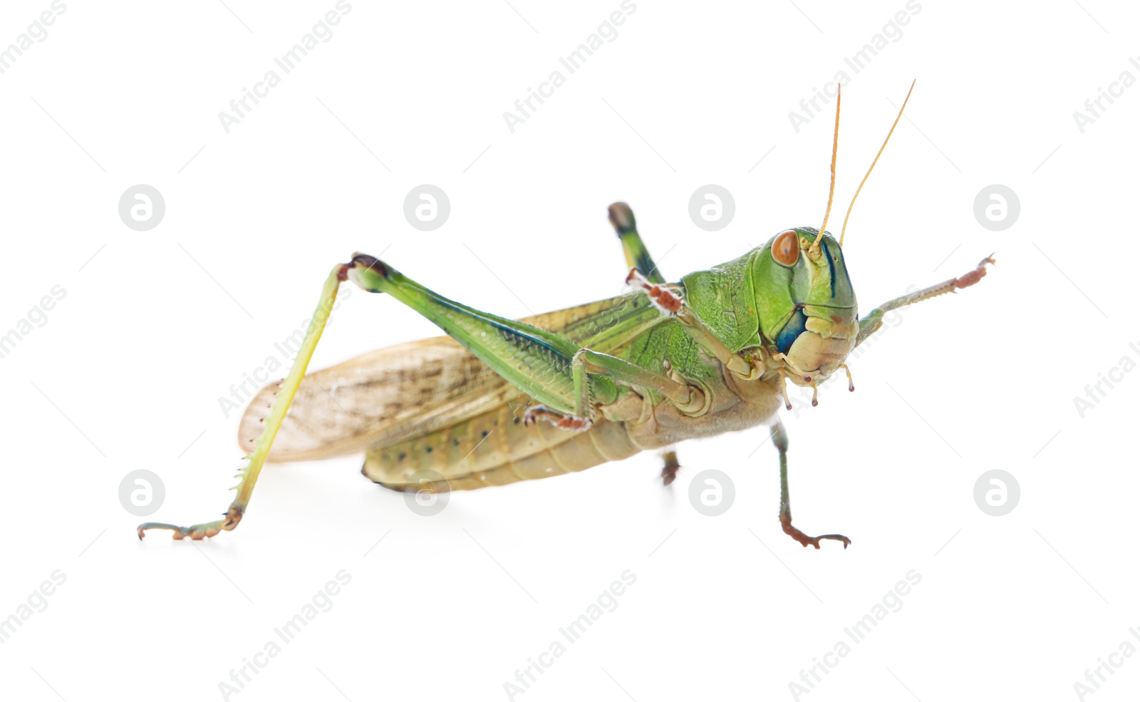 One locust on white background. Wild insect Photo of One locust on white background. Wild insect