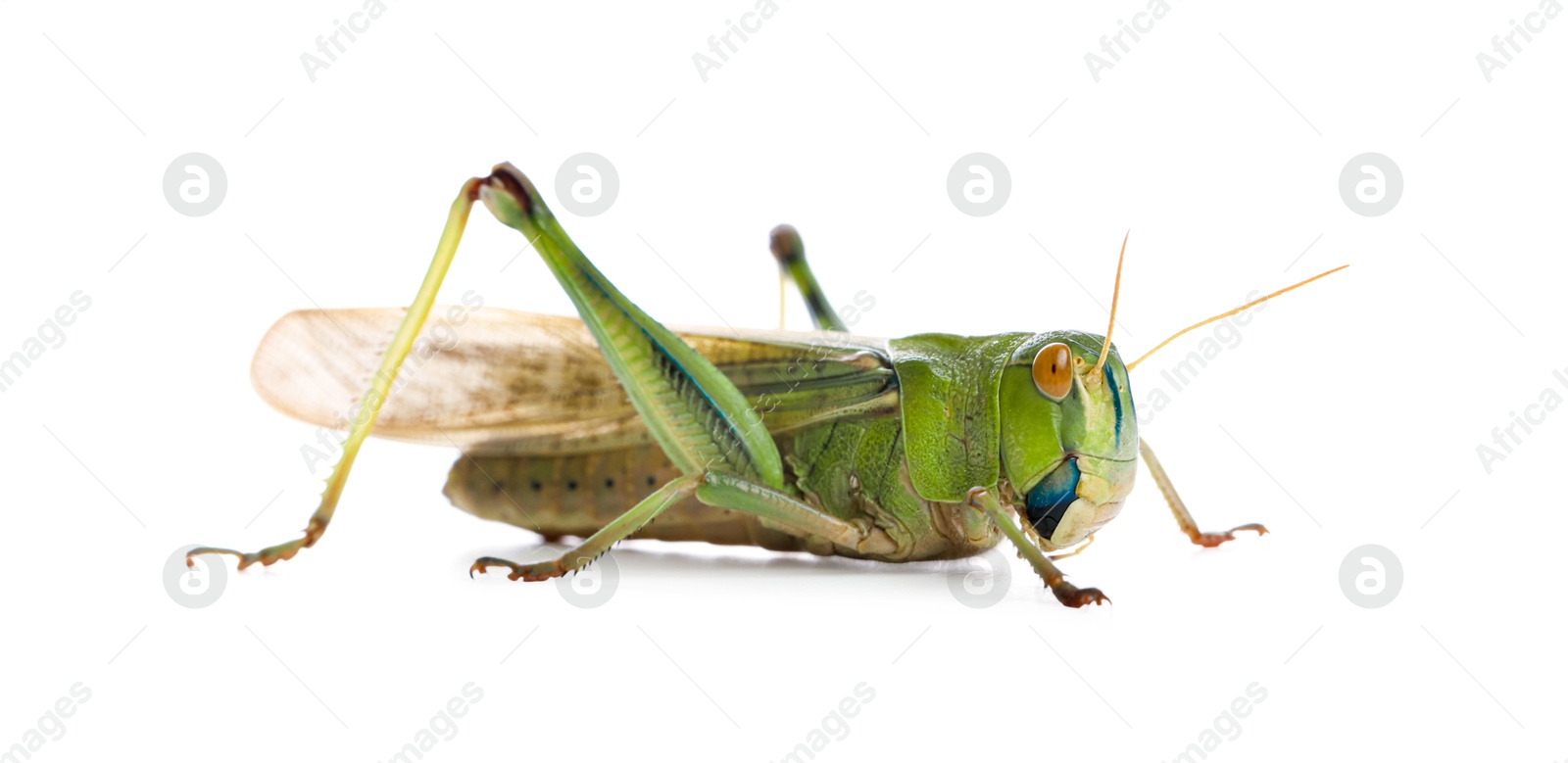 One locust on white background. Wild insect Photo of One locust on white background. Wild insect