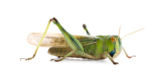 Photo of One locust on white background. Wild insect
