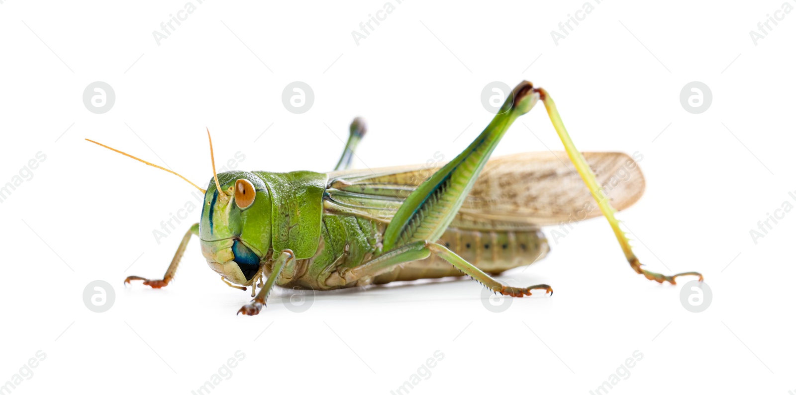 One locust on white background. Wild insect Photo of One locust on white background. Wild insect