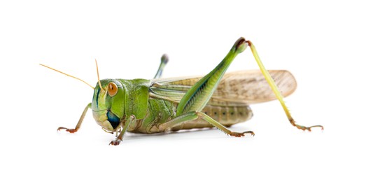 Photo of One locust on white background. Wild insect