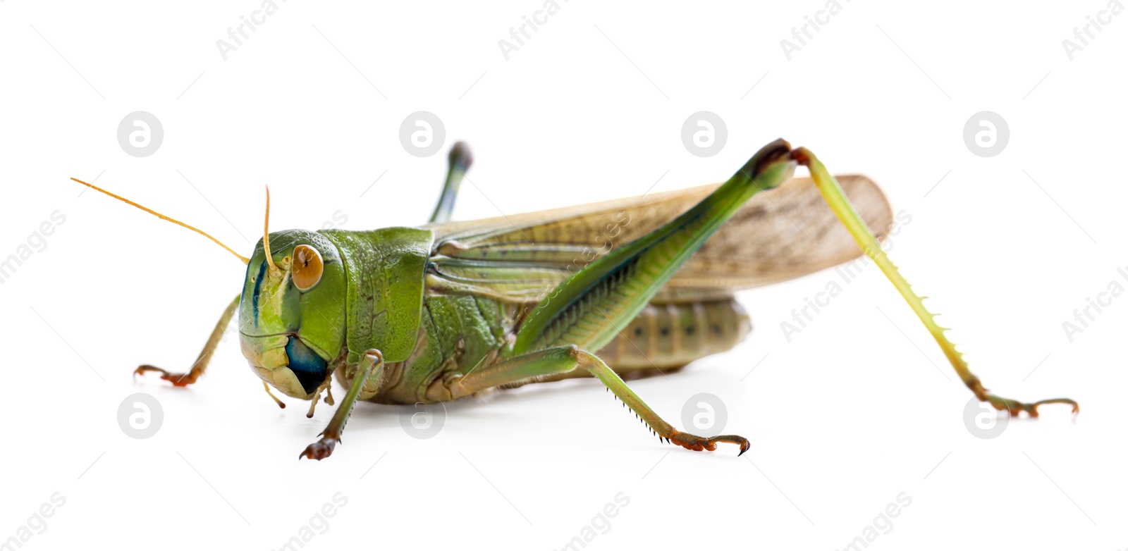 One locust on white background. Wild insect Photo of One locust on white background. Wild insect