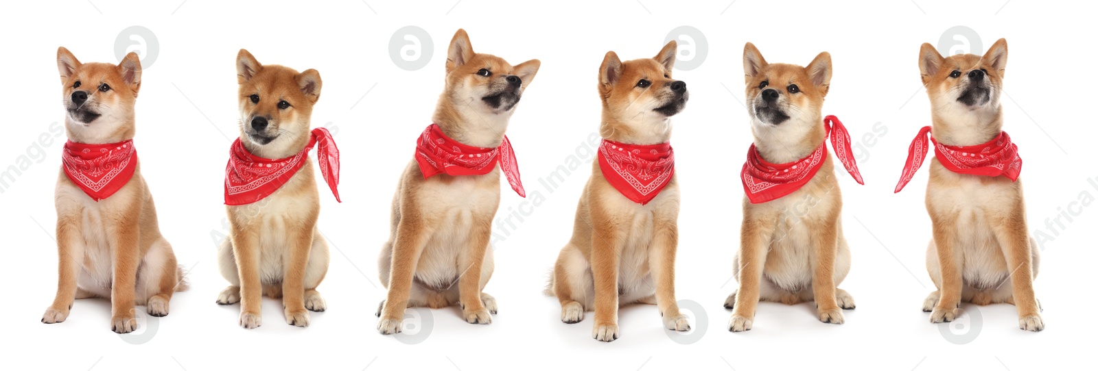 Image of Cute Shiba Inu dog with red bandana on white background, collage