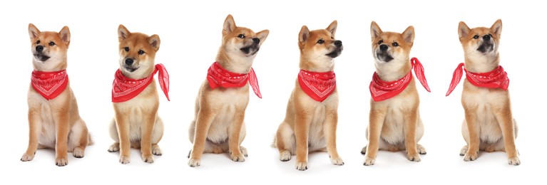 Image of Cute Shiba Inu dog with red bandana on white background, collage