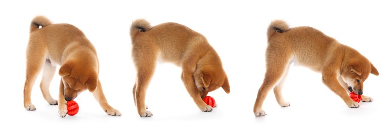Image of Cute Shiba Inu dog with pet toy on white background, collage