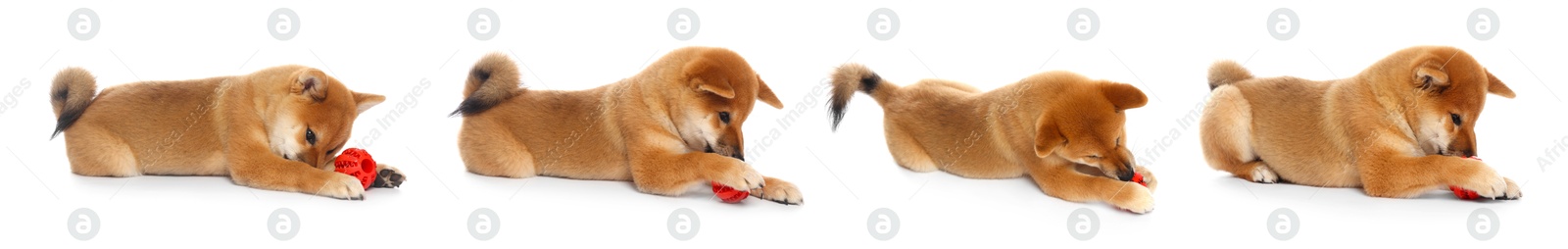 Cute Shiba Inu dog with pet toy on white background, collage Image of Cute Shiba Inu dog with pet toy on white background, collage