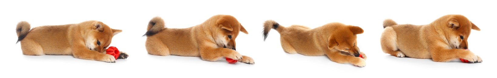 Image of Cute Shiba Inu dog with pet toy on white background, collage