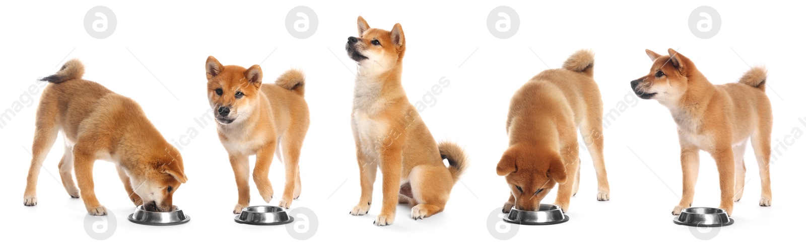 Cute Shiba Inu dog on white background, collage Image of Cute Shiba Inu dog on white background, collage