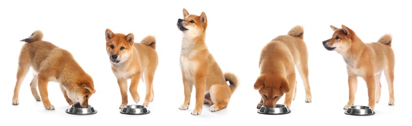 Image of Cute Shiba Inu dog on white background, collage