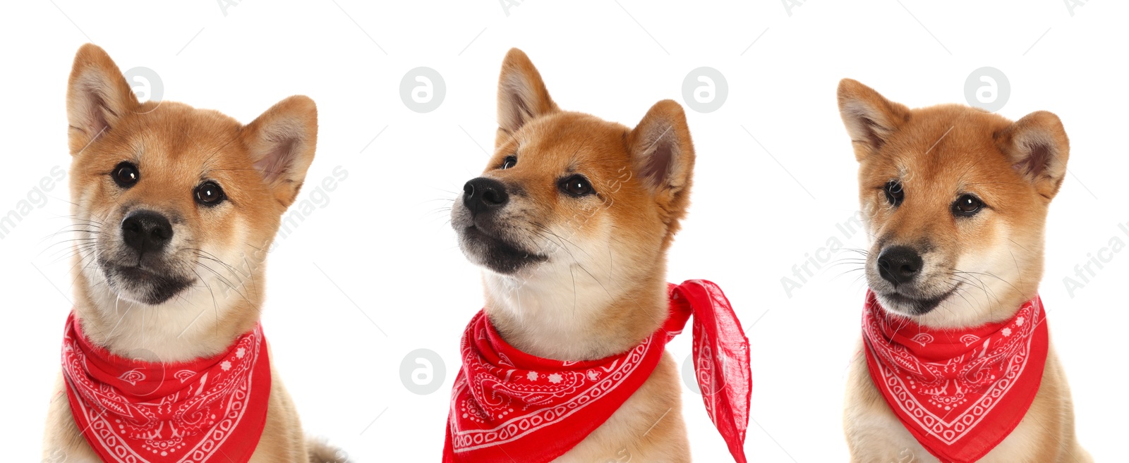 Image of Cute Shiba Inu dog with red bandana on white background, collage of puppy portraits