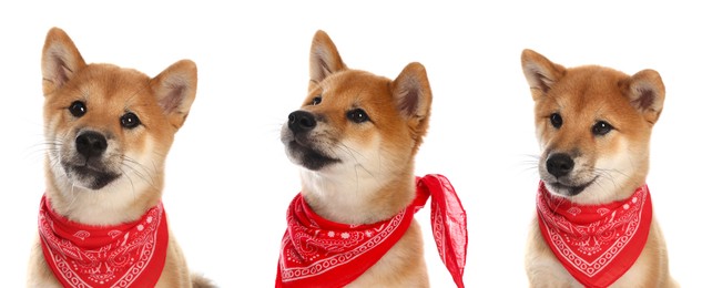 Image of Cute Shiba Inu dog with red bandana on white background, collage of puppy portraits