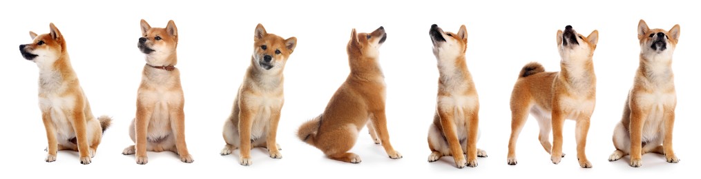 Image of Cute Shiba Inu dog on white background, collage