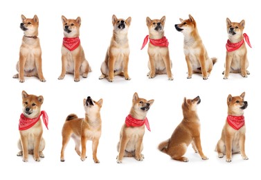 Image of Cute Shiba Inu dog on white background, collage