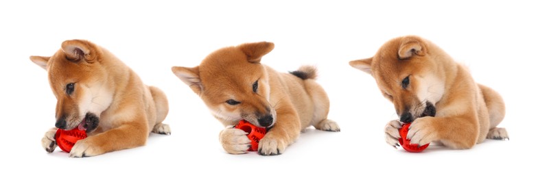 Image of Cute Shiba Inu dog with pet toy on white background, collage
