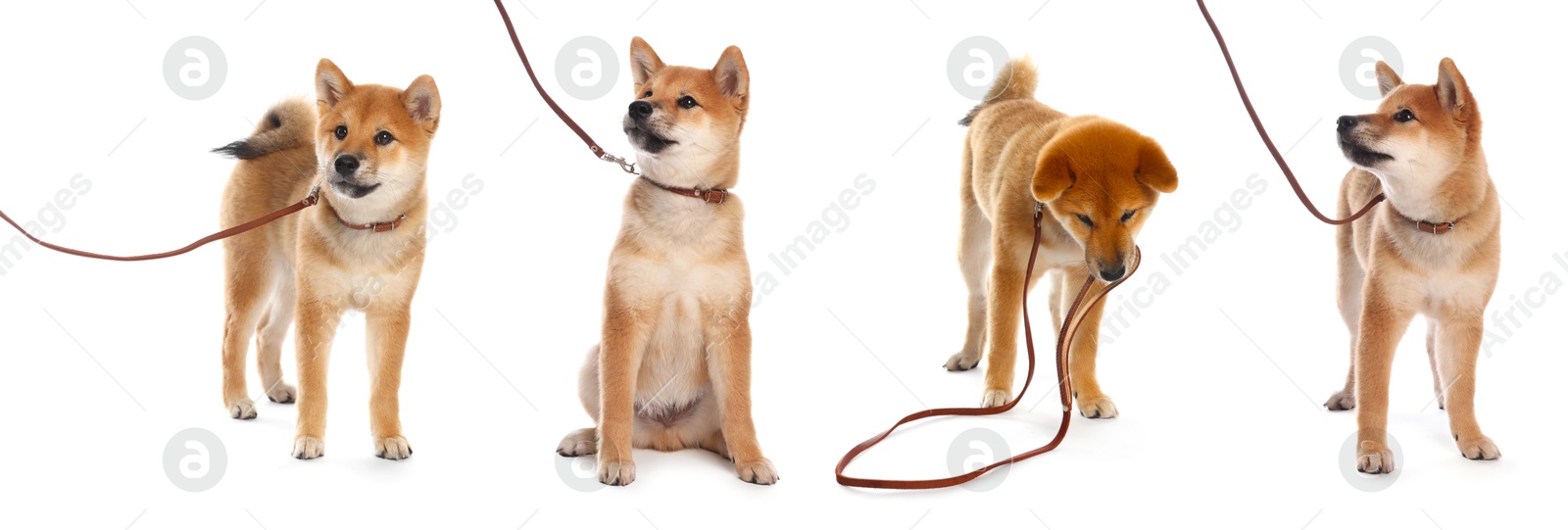 Cute Shiba Inu dog with leash on white background, collage Image of Cute Shiba Inu dog with leash on white background, collage