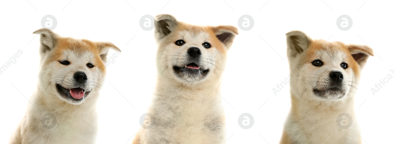 Cute Akita Inu dog on white background, collage of puppy portraits Image of Cute Akita Inu dog on white background, collage of puppy portraits