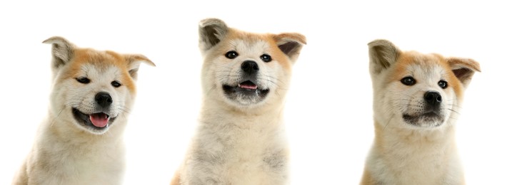 Image of Cute Akita Inu dog on white background, collage of puppy portraits