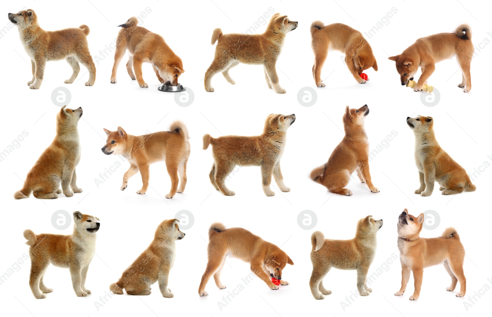 Cute Shiba Inu and Akita Inu dogs on white background, collage of photos Image of Cute Shiba Inu and Akita Inu dogs on white background, collage of photos