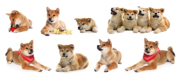 Image of Cute Shiba Inu and Akita Inu dogs on white background, collage of photos