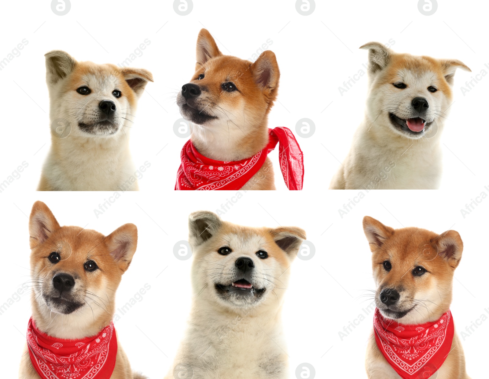 Image of Cute Shiba Inu and Akita Inu dogs on white background, collage of puppy portraits