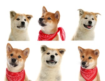 Image of Cute Shiba Inu and Akita Inu dogs on white background, collage of puppy portraits
