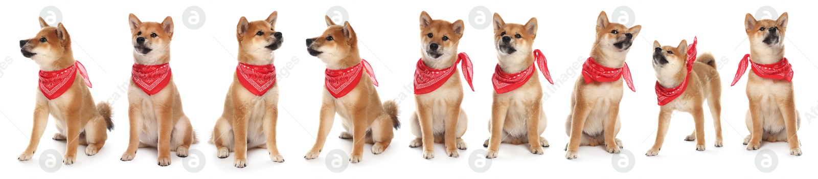 Image of Cute Shiba Inu dog with red bandana on white background, collage