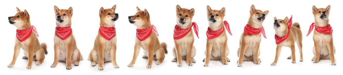 Image of Cute Shiba Inu dog with red bandana on white background, collage