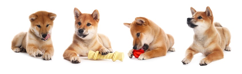 Image of Cute Shiba Inu dog on white background, collage