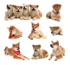 Image of Cute Shiba Inu and Akita Inu dogs on white background, collage of photos