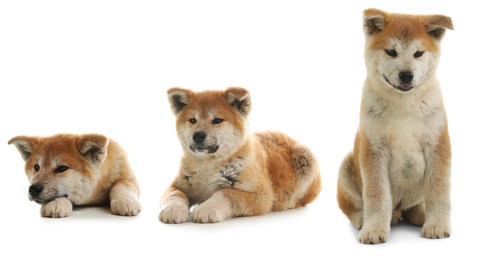 Image of Cute Akita Inu dog on white background, collage