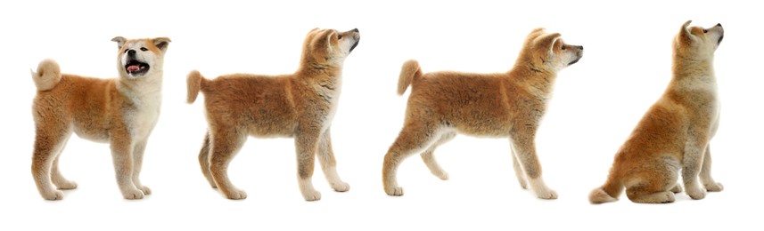 Image of Cute Akita Inu dog on white background, collage