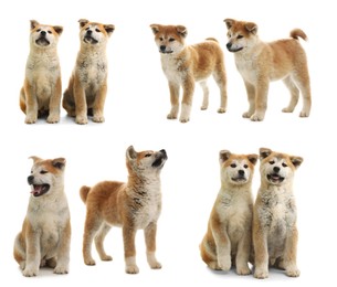 Image of Cute Akita Inu dogs on white background, collage