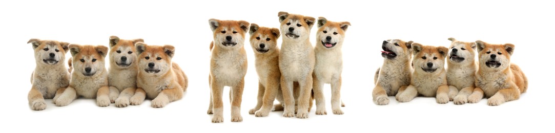 Image of Cute Akita Inu dogs on white background, collage