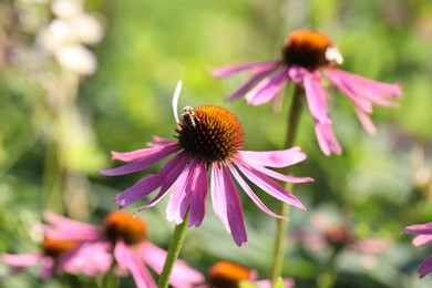 Photo of Bee on pink echinacea flower outdoors, closeup