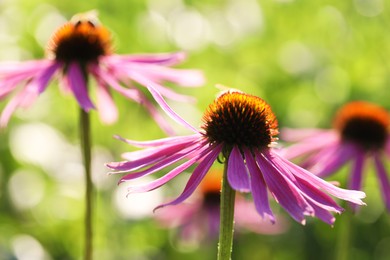 Photo of Beautiful pink echinacea flowers growing outdoors, closeup
