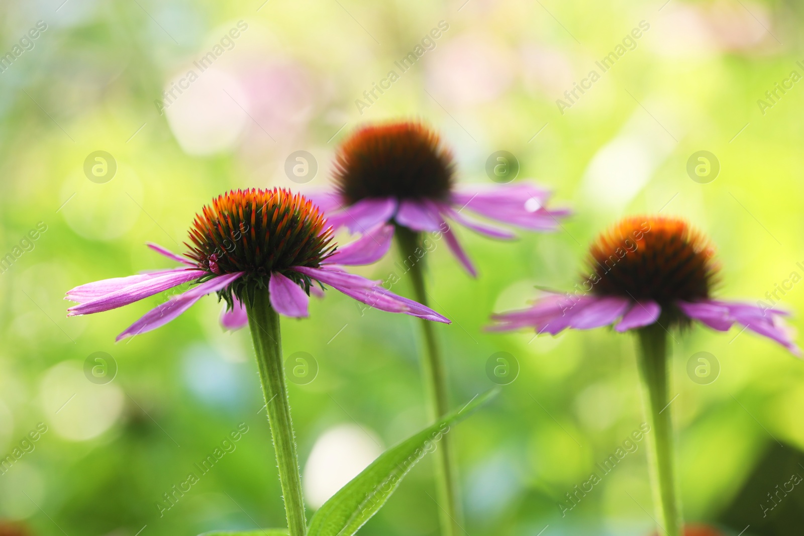 Beautiful pink echinacea flowers growing outdoors, closeup Photo of Beautiful pink echinacea flowers growing outdoors, closeup