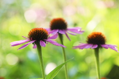 Photo of Beautiful pink echinacea flowers growing outdoors, closeup