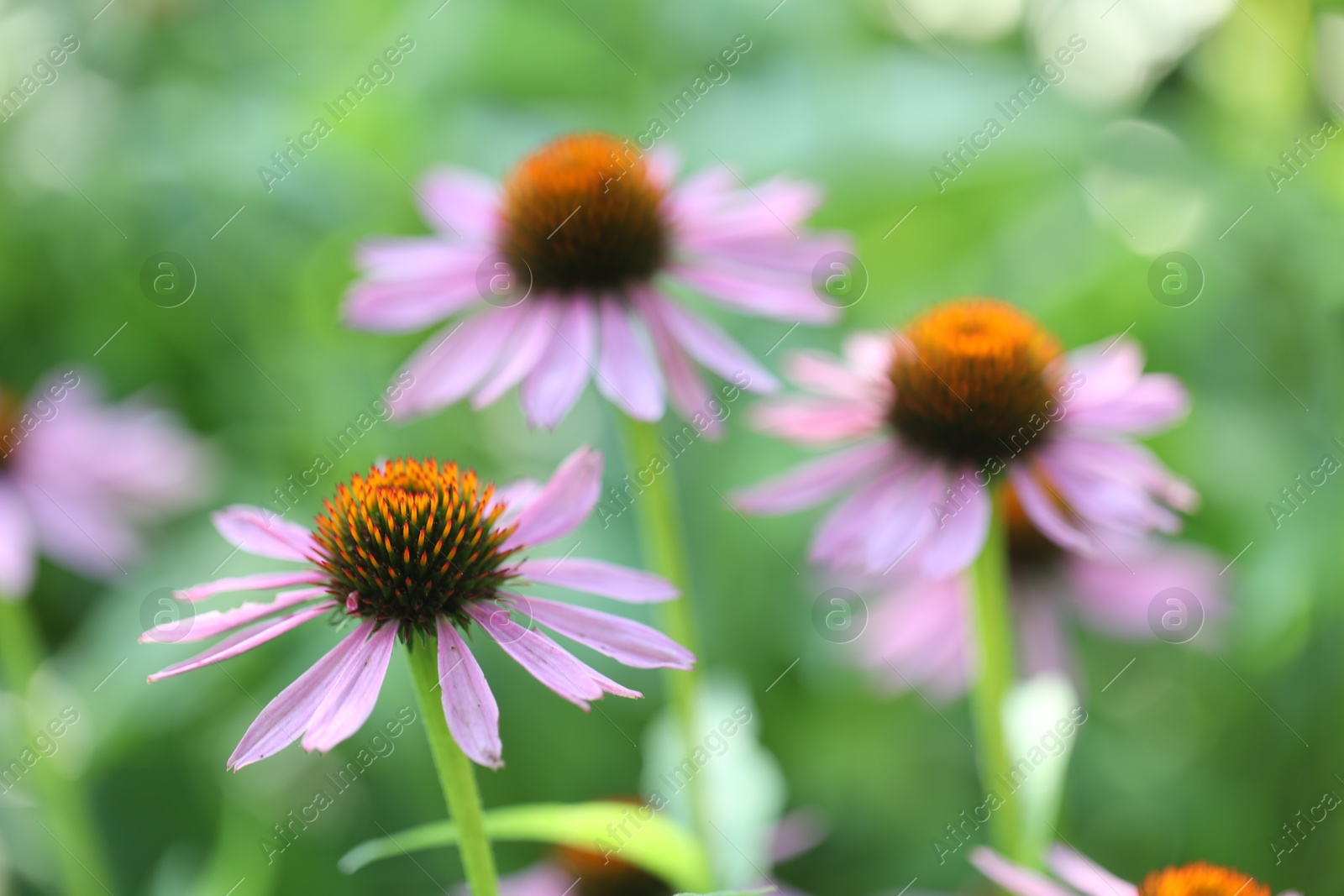 Beautiful pink echinacea flowers growing outdoors, closeup Photo of Beautiful pink echinacea flowers growing outdoors, closeup