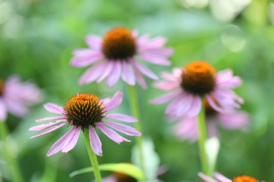 Photo of Beautiful pink echinacea flowers growing outdoors, closeup