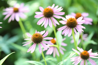 Photo of Beautiful pink echinacea flowers growing outdoors, closeup