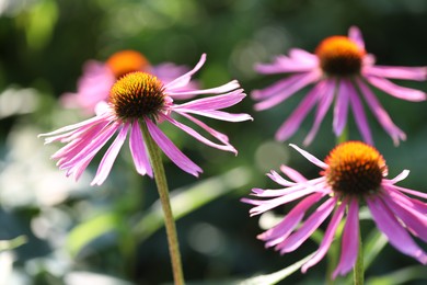 Photo of Beautiful pink echinacea flowers growing outdoors, closeup